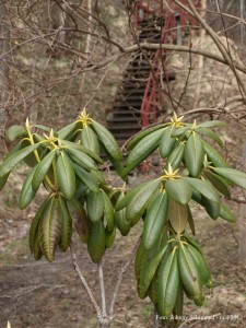 Fujirododendron (Rhododendron brachycarpum) och kinesisk fläder vid entrén till Changbai Shan.